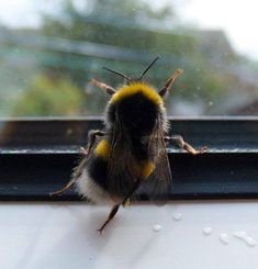 a yellow and black bee sitting on top of a window sill