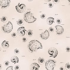 an abstract drawing of many different types of shells on a light pink background with black and white lines