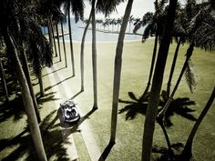 an aerial view of a car driving through palm trees on the grass by the ocean