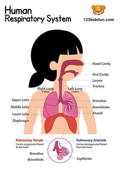 a diagram of the human body and organs