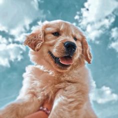 a golden retriever puppy sitting on someone's lap