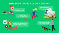 Why Your Dog Pulls on A Leash + 10 Best Leashes for Dogs that Pull Do It Anyway