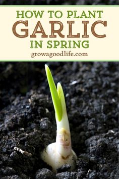 how to plant garlic in spring