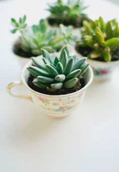 three small succulents in white cups on a table