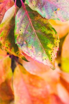 colorful leaves with green and yellow spots on them are shown in this close up photo