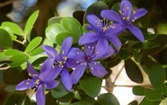 purple flowers are blooming on green leaves