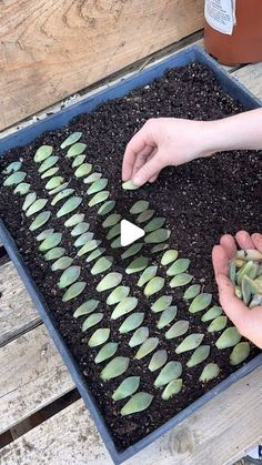 two hands are picking up the leaves from a plant in a tray on a picnic table