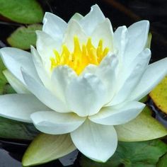 a white waterlily with yellow stamens floating on top of it's leaves