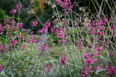 some pink flowers are growing in the grass