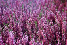 purple flowers are blooming in the field