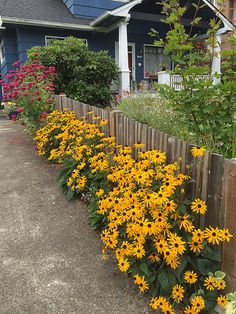 yellow flowers line the side of a wooden fence in front of a blue house on a sunny day