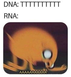 an orange cat with its mouth open and the caption reads, dna tittitt rina