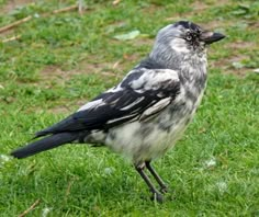 a black and white bird is standing in the grass