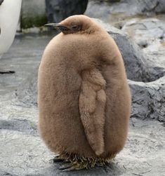 a penguin standing on top of a rock covered ground