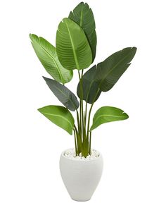 there is a potted plant with green leaves in it