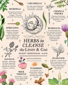 💚🌾✨ Cleansing with herbal medicine is an ancient tradition that dates back as far as written history can inform us, predating Roman… | Instagram Detoxifying Herbs, Herbal Education, دورة شهرية, Home Apothecary, Magia Das Ervas