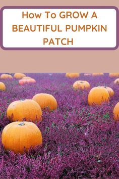 several pumpkins sitting in the middle of a field with text overlay that reads how to grow a beautiful pumpkin patch