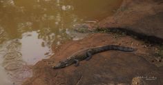 an alligator laying on the ground next to water