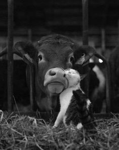 a black and white photo of a cat next to a cow