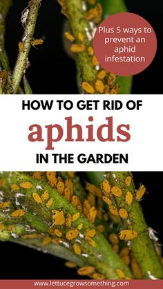 How to get rid of aphids plus 5 ways to prevent an aphid infestation. Green stems pictured with yellow aphids covering the stems. Lettuce Grow, Get Rid Of Aphids, 5 Ways, In The Garden, Vegetable Garden, Lettuce, The Garden, The Future, Plants