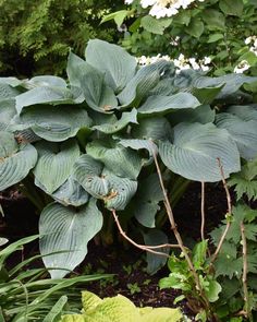 a large green plant with white flowers in the background