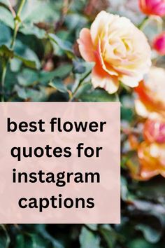 rose flower in a garden Quotes About Flowers And Love Romantic, Inspirational Flower Quotes, Short Flower Quotes, Flower Quotes Inspirational, Beautiful Flower Quotes, Art Of Letting Go, Quotes On Love, Shade Flowers, Quotes For Instagram