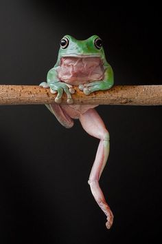 a green and white frog sitting on top of a wooden stick in front of a black background