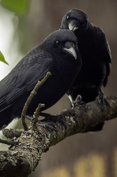 two black birds sitting on top of a tree branch next to each other and looking in opposite directions