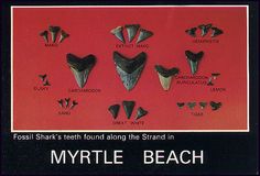 an advertisement for fossil shark's teeth found along the strand in myyrtle beach