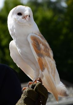 an owl perched on top of someone's hand