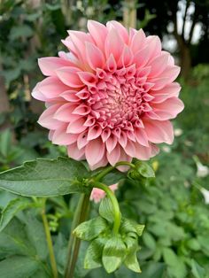 a large pink flower with green leaves in the foreground