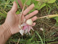 a hand holding an onion on top of grass