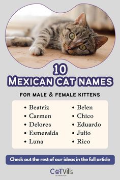 a cat laying on top of a floor next to the words mexican cat names for male and female kittens