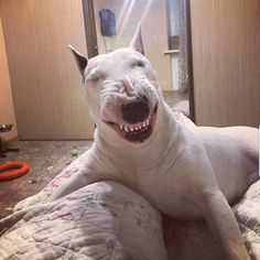 a white dog laying on top of a bed with its mouth open and it's tongue out