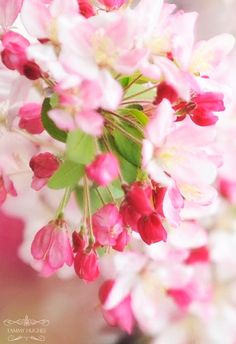 pink and white flowers are in a vase