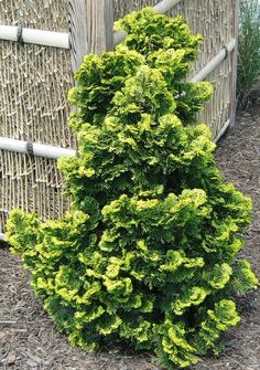 Hinoki Cypress Conifers Garden, Hinoki Cypress, Evergreen Garden, Rock Garden Plants, Hidden Garden, Unusual Plants, Evergreen Shrubs, Landscaping Plants