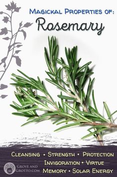 a rosemary plant with the words, magic properties of rosemary cleaning strength protection innovation - nature memory