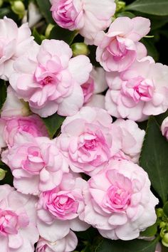 pink and white flowers with green leaves in the background