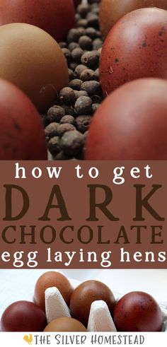 a white carton holding a half dozen eggs in shades of dark brown with two that are very chocolate colored with text that reads how to breed chocolate brown egg laying cocoa eggers chickens Chocolate Egg, Brown Eggs, Chocolate Eggs