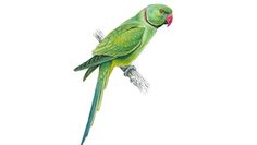 a green parrot sitting on top of a tree branch with its beak open and tongue out