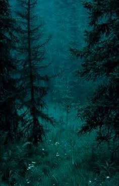 a forest filled with lots of tall trees under a cloudy blue sky at night time