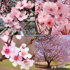 four different pictures of cherry blossom trees in various stages of blooming, with the words cherry blossoms on them