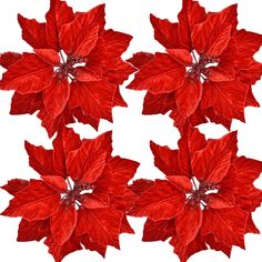 four red poinsettia flowers on a white background