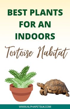 the best plants for an indoor tortoise nabatta is featured in this post