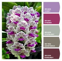 purple and white orchids are featured in this color scheme for the springtime garden