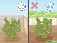 an apple tree with apples growing in the ground next to a fence and water drop