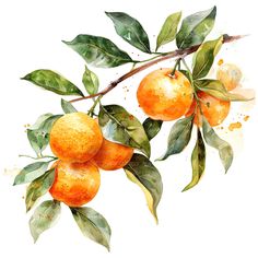 watercolor painting of oranges on a branch with leaves