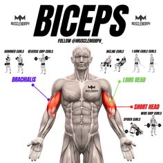 an image of a man's muscles and their corresponding exercises for the upper body