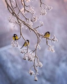 two birds perched on the branches of a tree covered in ice and snowflakes