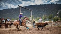 a woman riding on the back of a brown horse next to a cow in an arena